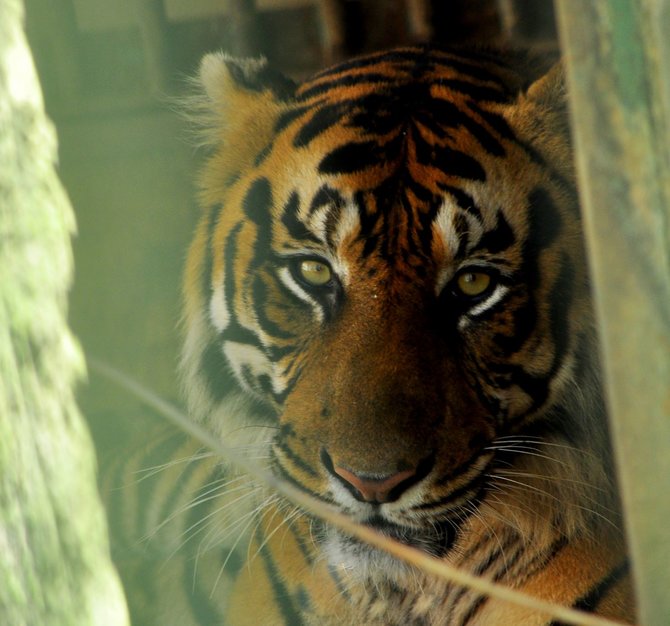 Detail Harimau Terbesar Dan Terganas Di Dunia Nomer 37
