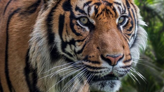 Detail Harimau Terbesar Dan Terganas Di Dunia Nomer 39