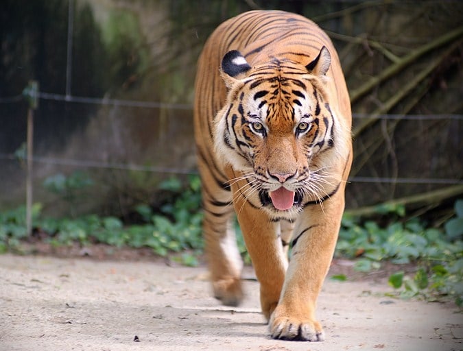 Detail Harimau Terbesar Dan Terganas Di Dunia Nomer 6