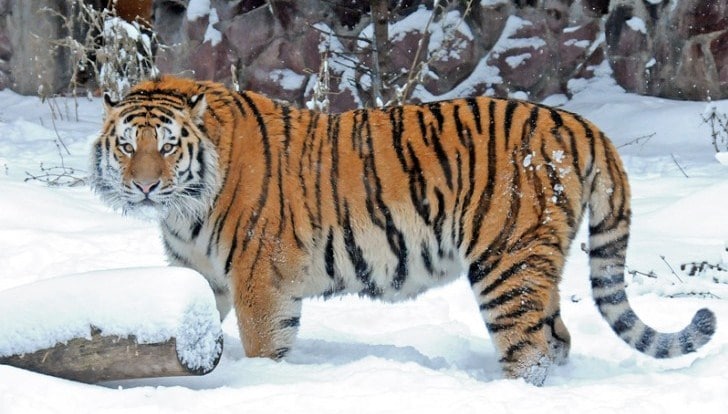 Detail Harimau Terbesar Dan Terganas Di Dunia Nomer 8
