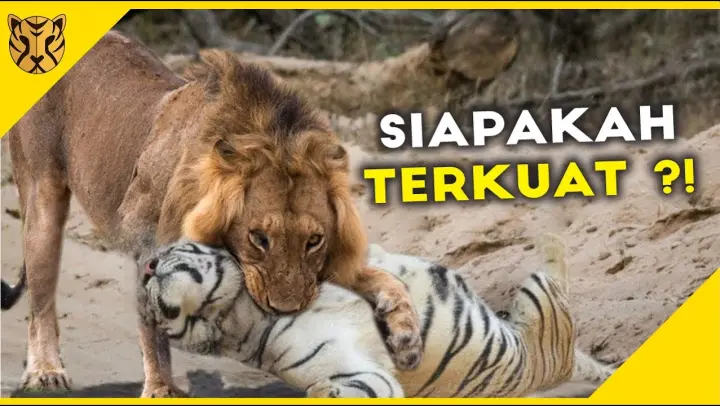 Detail Harimau Vs Elang Nomer 37