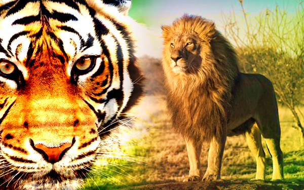 Detail Harimau Vs Singa Wallpaper Nomer 13