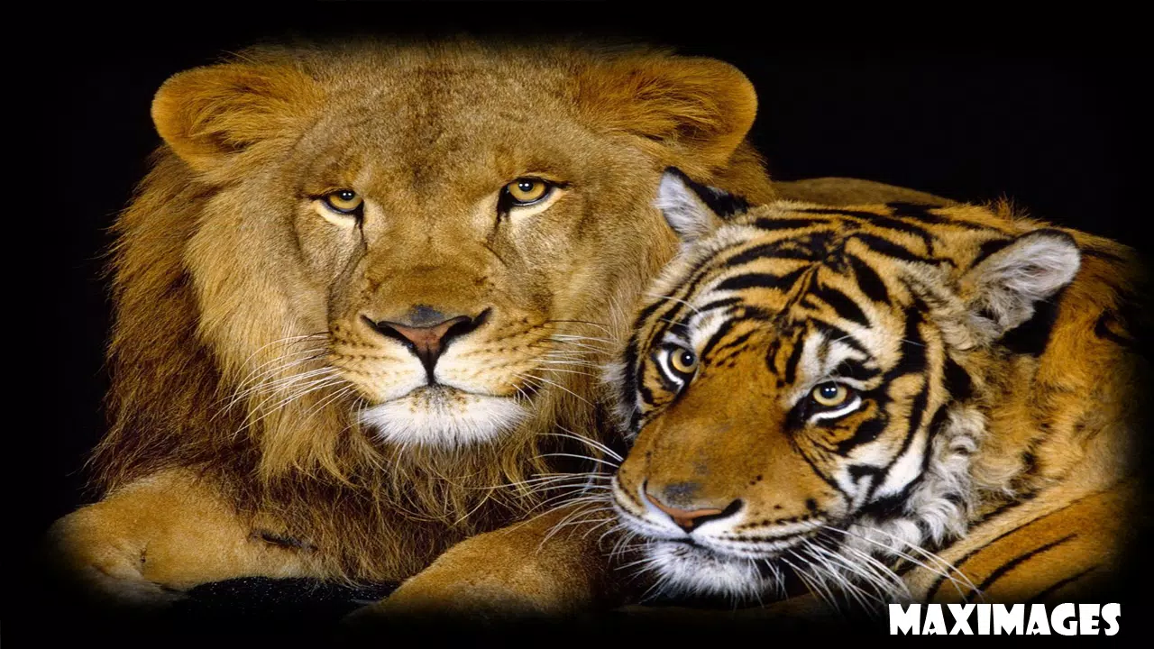 Detail Harimau Vs Singa Wallpaper Nomer 16