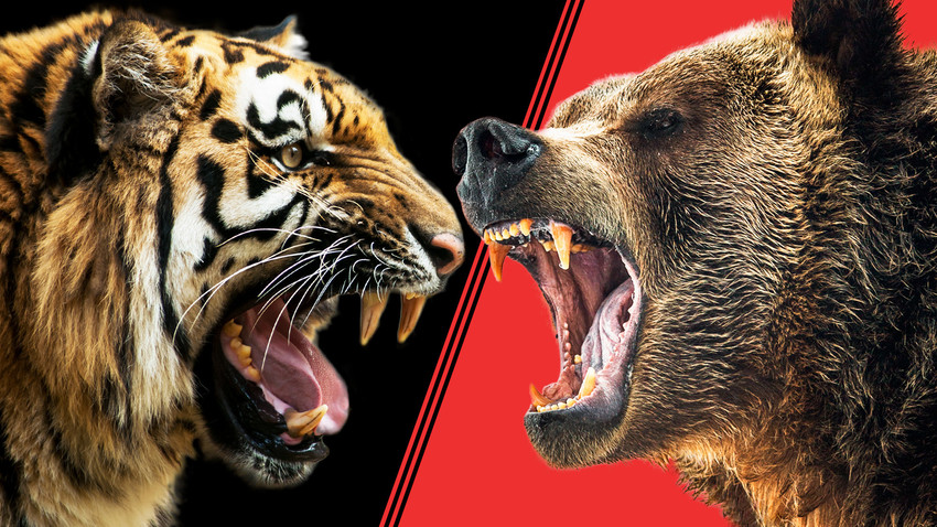 Detail Harimau Vs Singa Wallpaper Nomer 32