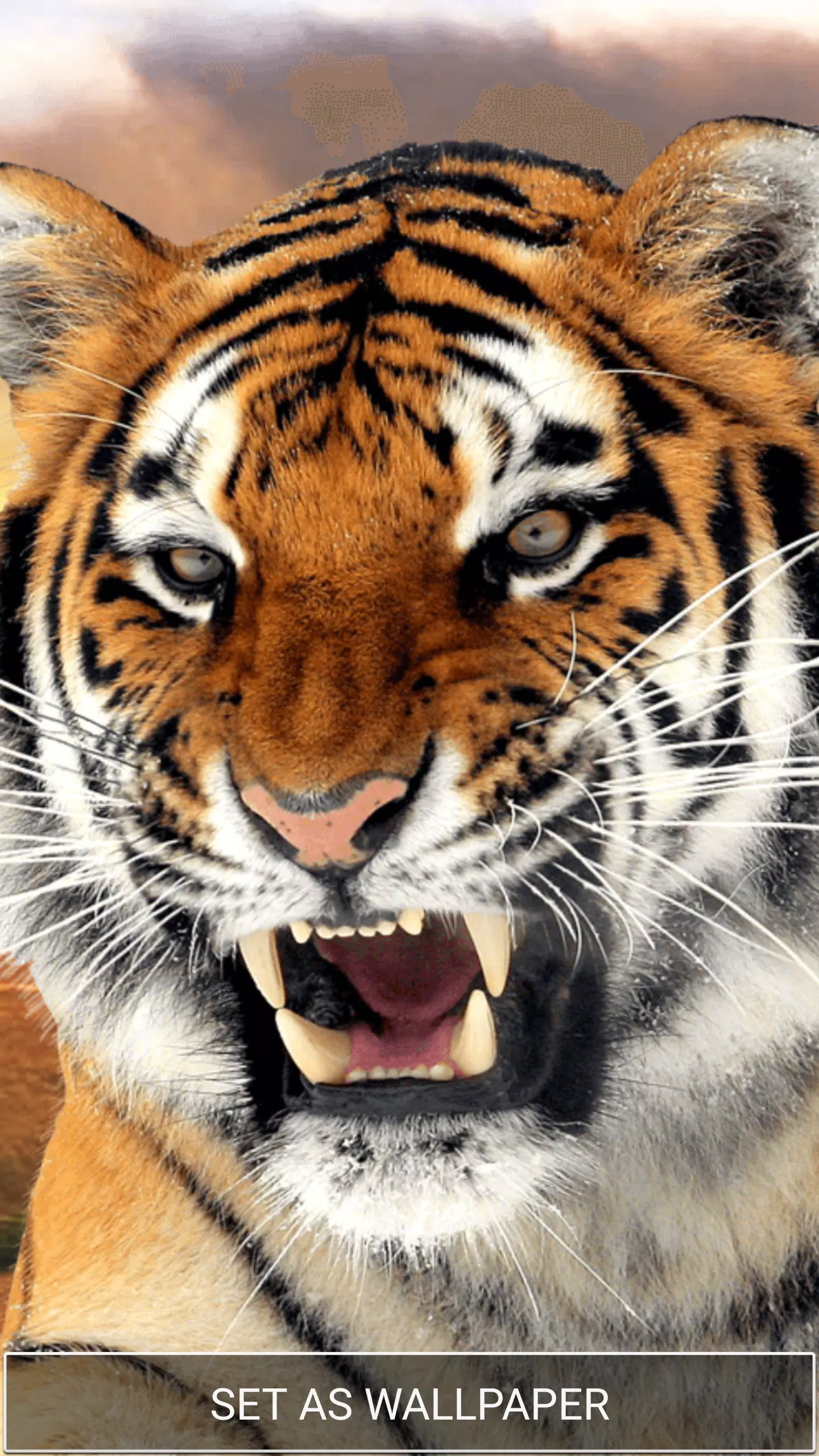 Detail Harimau Wallpaper Nomer 41