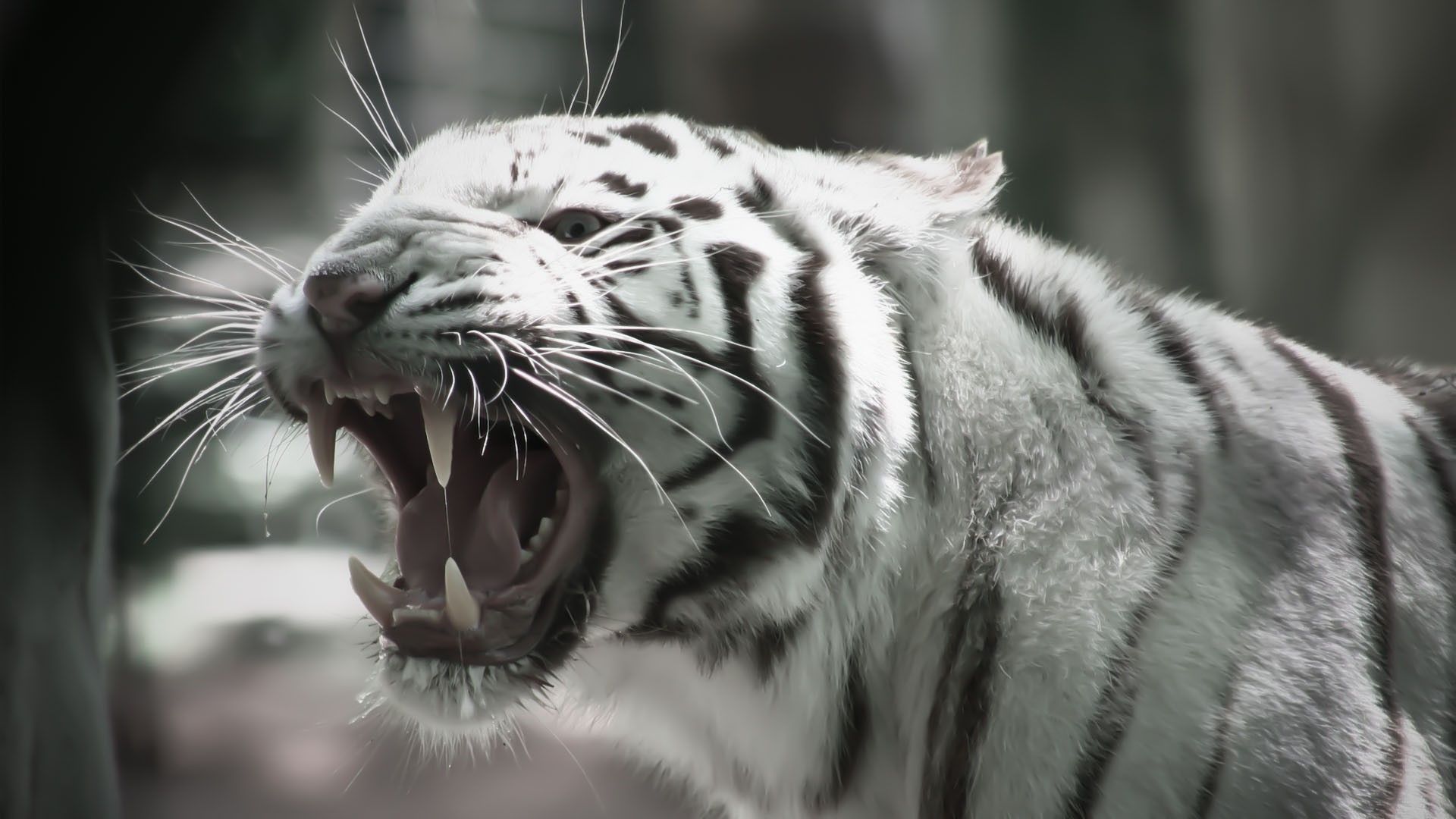 Detail Harimau Wallpaper Hd Nomer 10