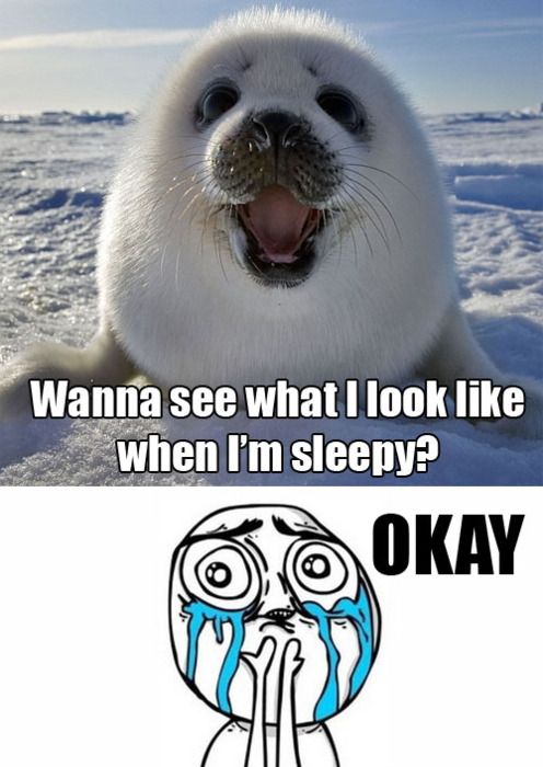 Harp Seal Memes - KibrisPDR