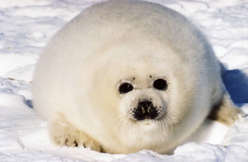 Detail Harp Seal Memes Nomer 10