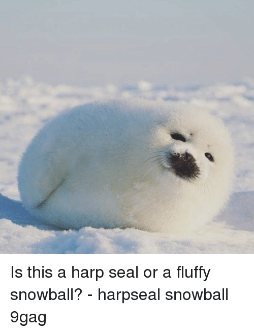 Detail Harp Seal Memes Nomer 14