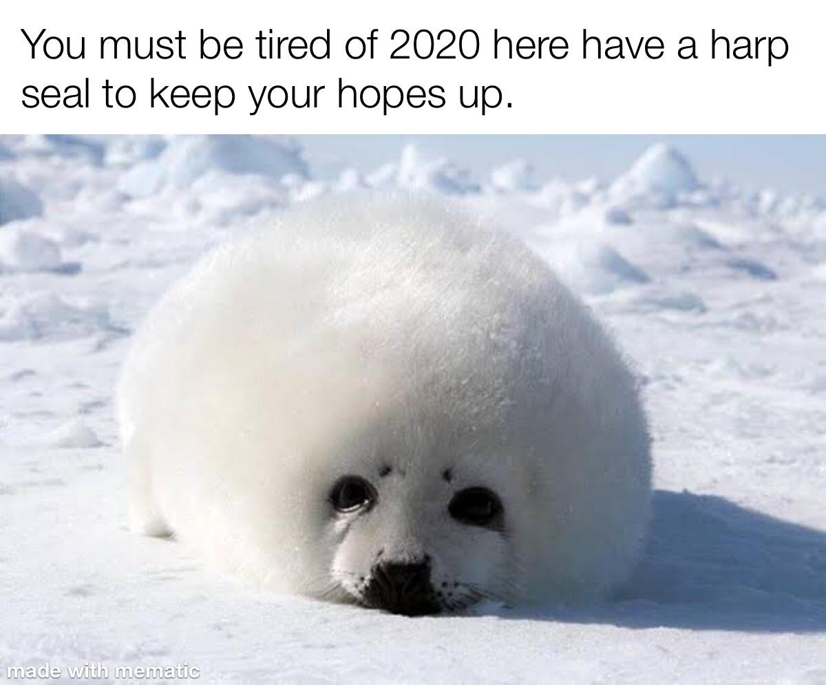 Detail Harp Seal Memes Nomer 15