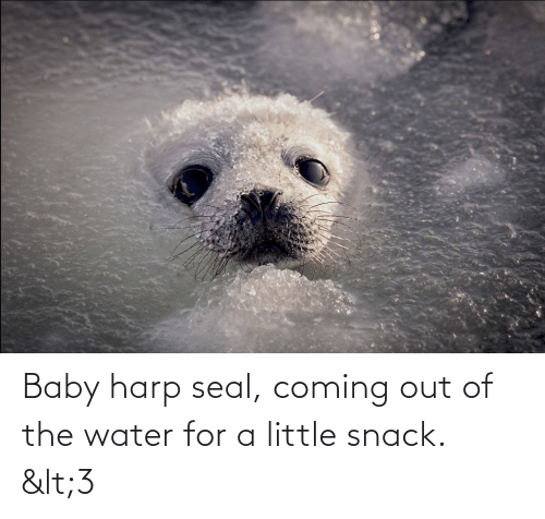 Detail Harp Seal Memes Nomer 18