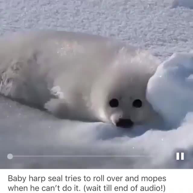 Detail Harp Seal Memes Nomer 21