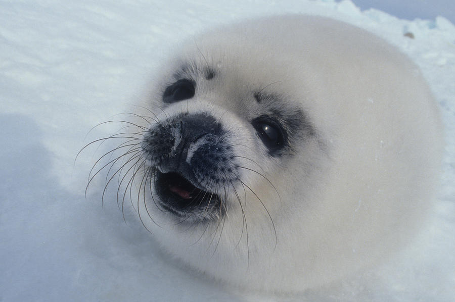 Detail Harp Seal Memes Nomer 22