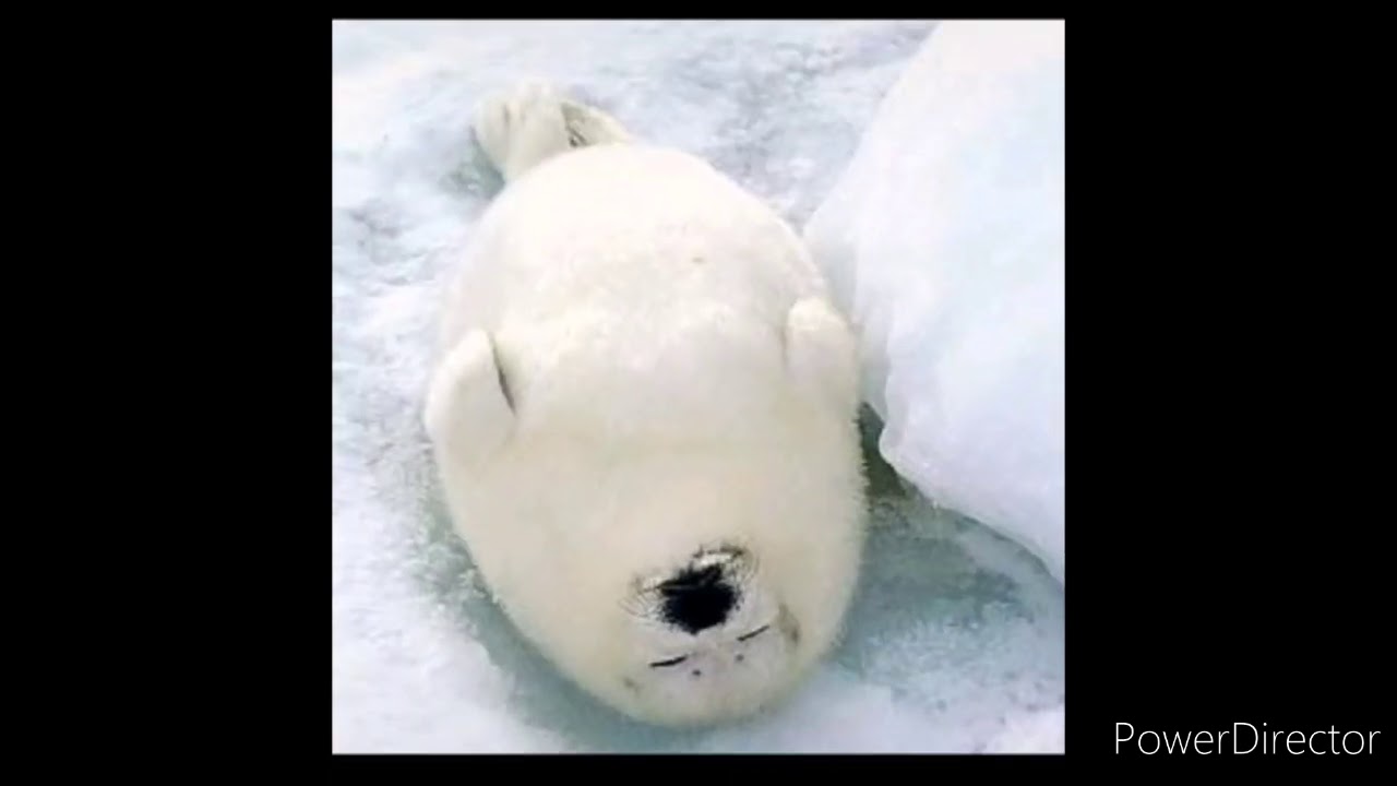 Detail Harp Seal Memes Nomer 24