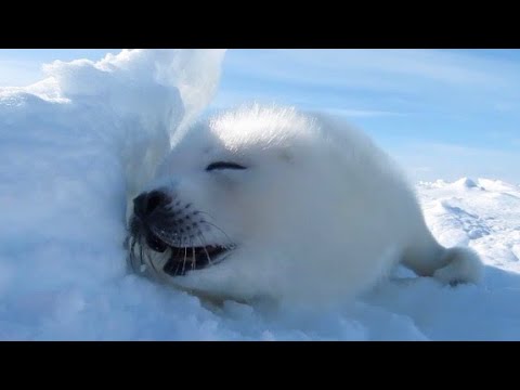 Detail Harp Seal Memes Nomer 31