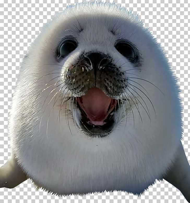 Detail Harp Seal Memes Nomer 34
