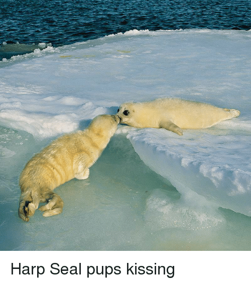 Detail Harp Seal Memes Nomer 35