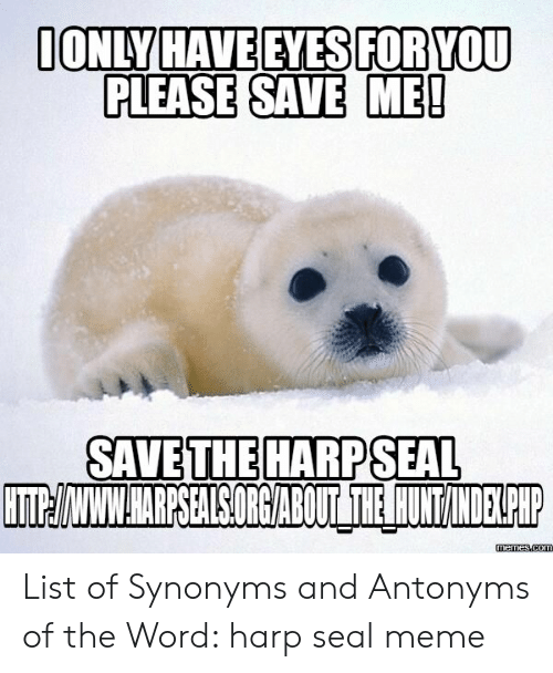 Download Harp Seal Memes Nomer 39