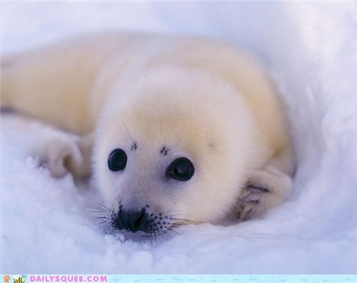 Detail Harp Seal Memes Nomer 41