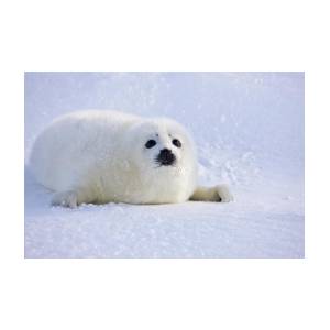 Detail Harp Seal Memes Nomer 45