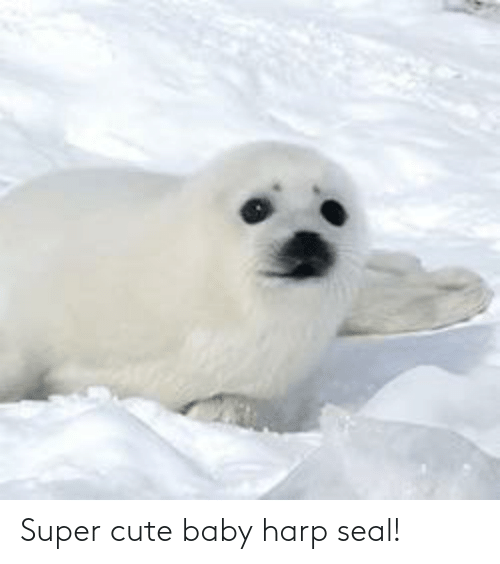 Detail Harp Seal Memes Nomer 47