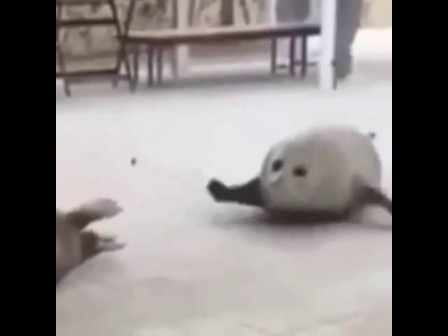 Download Harp Seal Memes Nomer 52