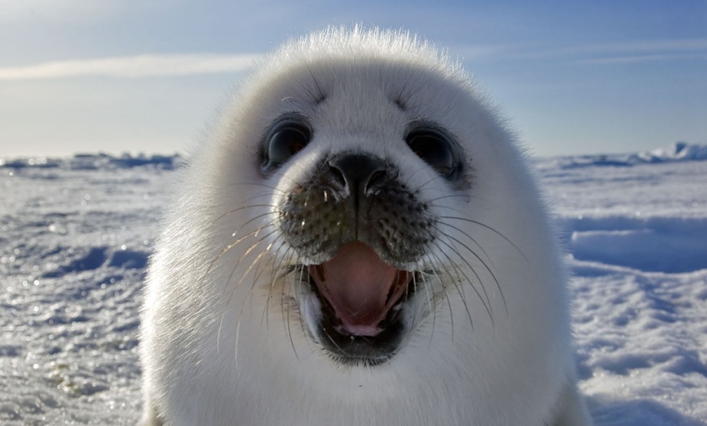 Detail Harp Seal Memes Nomer 6