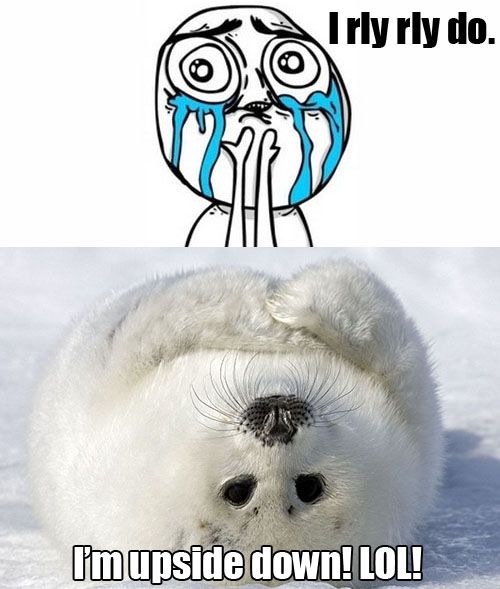 Detail Harp Seal Memes Nomer 7