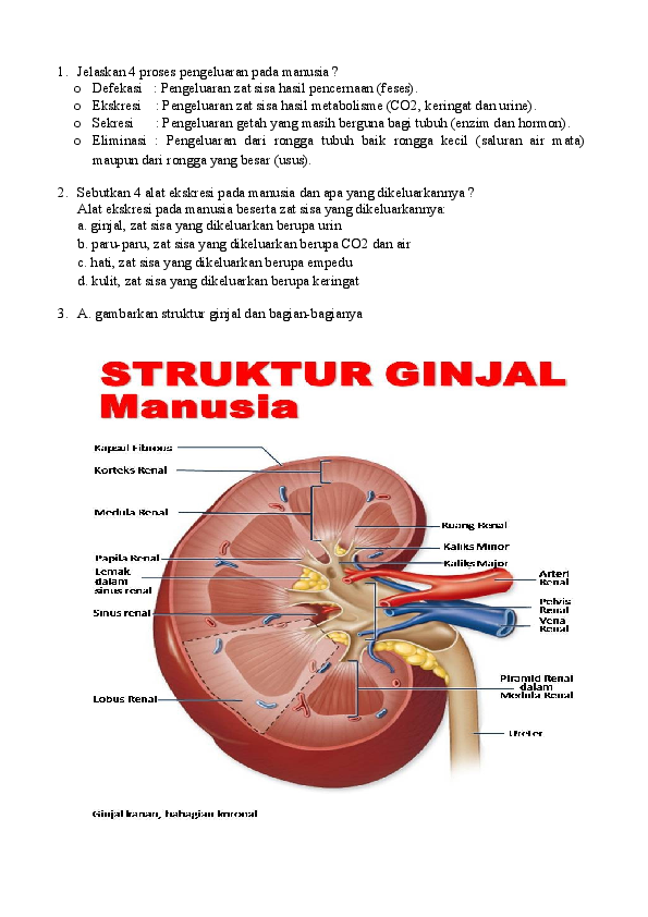 Detail Hasil Ekskresi Pada Ginjal Berdasarkan Gambar Nomer 15