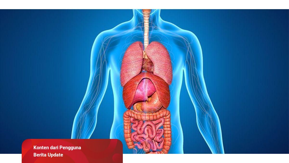 Detail Hasil Ekskresi Pada Ginjal Berdasarkan Gambar Nomer 19