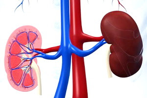 Detail Hasil Ekskresi Pada Ginjal Berdasarkan Gambar Nomer 32