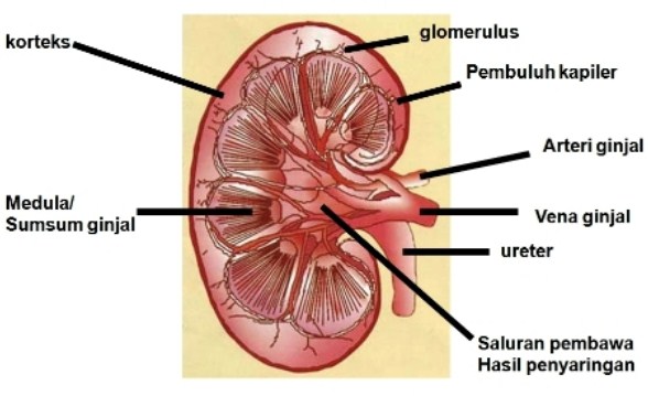 Detail Hasil Ekskresi Pada Ginjal Berdasarkan Gambar Nomer 41