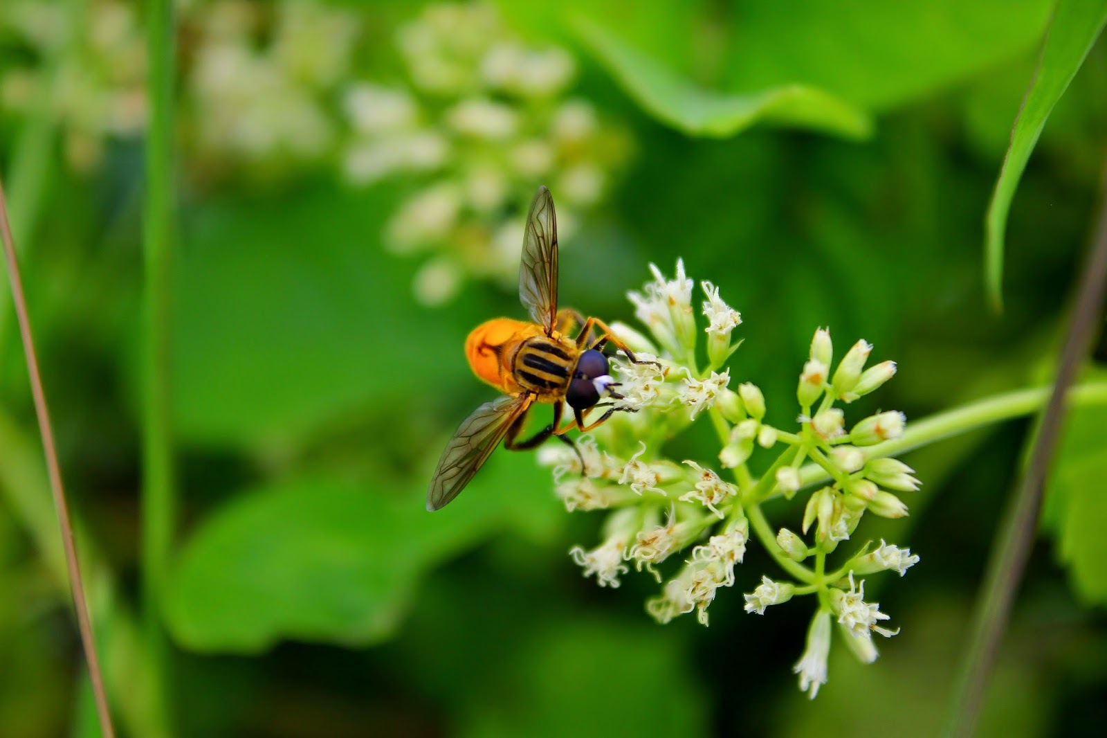 Detail Hasil Foto Kamera Dslr Nomer 18