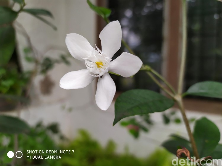 Detail Hasil Foto Redmi Note 7 Nomer 10