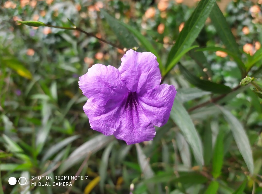 Detail Hasil Foto Redmi Note 7 Pro Nomer 9