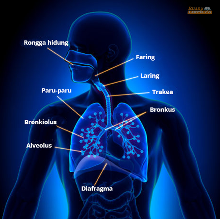 Detail Hasil Gambar Diafragma Nomer 9