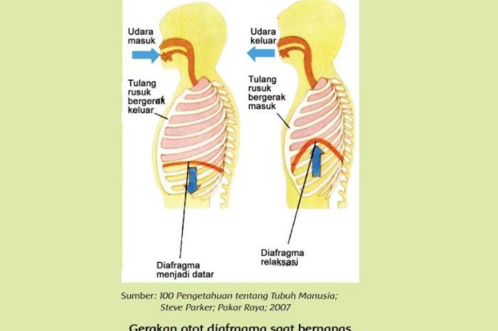 Detail Hasil Gambar Diafragma Nomer 10