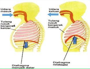 Detail Hasil Gambar Diafragma Nomer 35