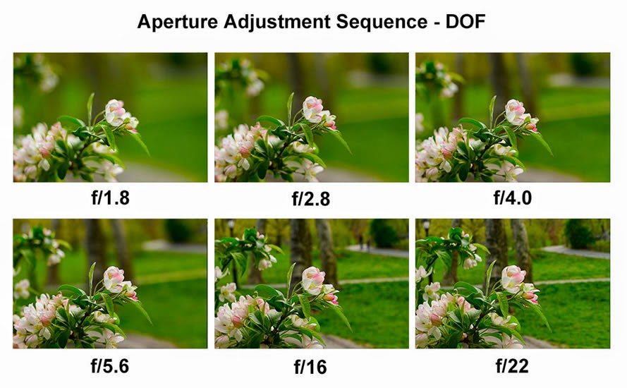 Detail Hasil Gambar Diafragma Nomer 3