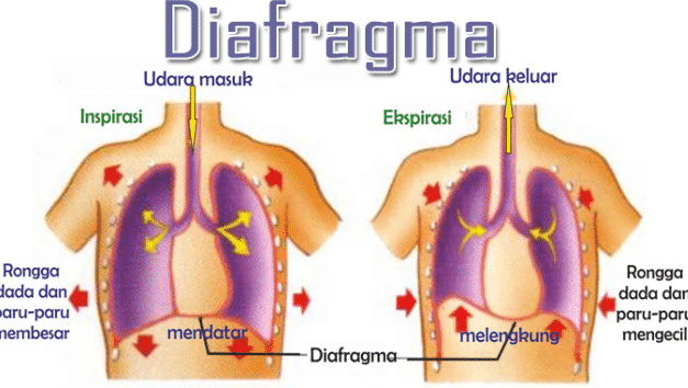 Detail Hasil Gambar Diafragma Nomer 5