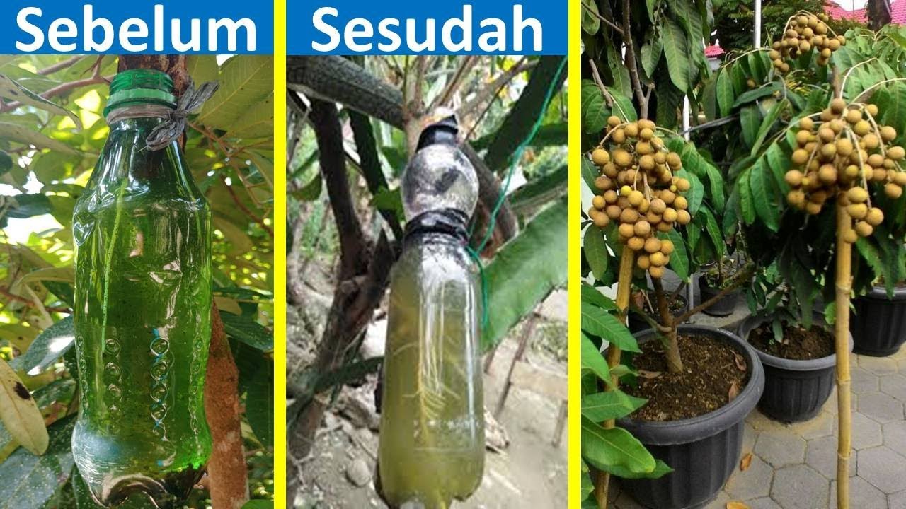 Detail Hasil Gambar Mencangkok Buah Kelengkeng Nomer 12