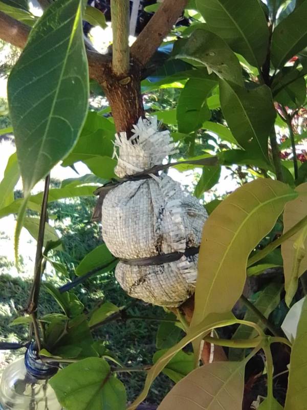 Detail Hasil Gambar Mencangkok Buah Kelengkeng Nomer 20