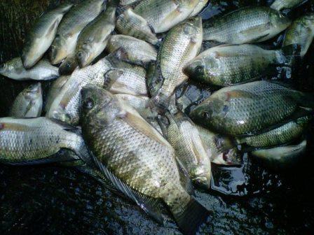 Detail Hasil Mancing Di Sungai Nomer 10