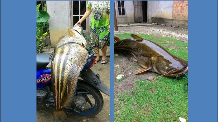 Detail Hasil Mancing Di Sungai Nomer 14