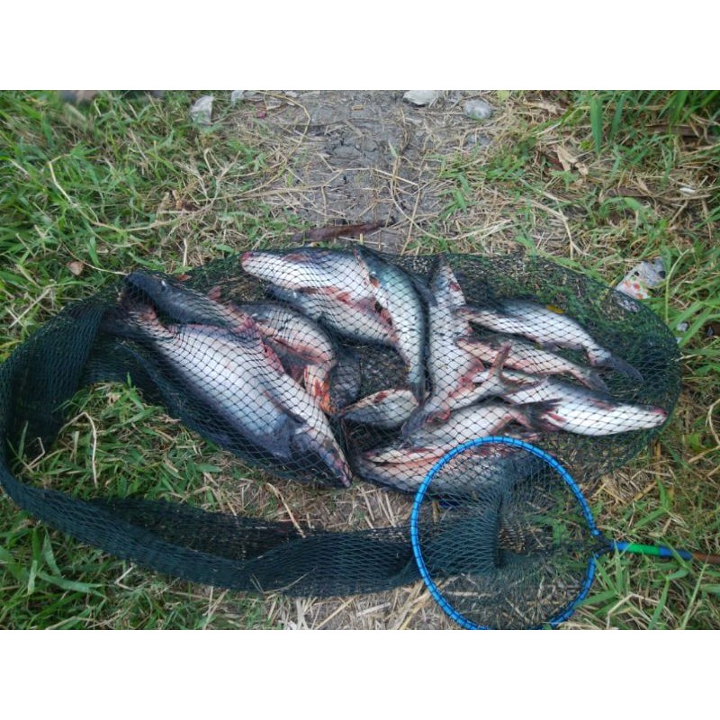 Detail Hasil Mancing Di Sungai Nomer 15