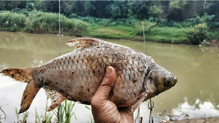 Detail Hasil Mancing Di Sungai Nomer 26