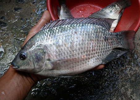 Detail Hasil Mancing Di Sungai Nomer 29