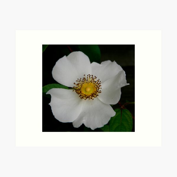 Detail Cherokee Rose Daryl Nomer 5