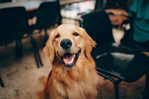 Detail Hd Dog Pictures Nomer 2