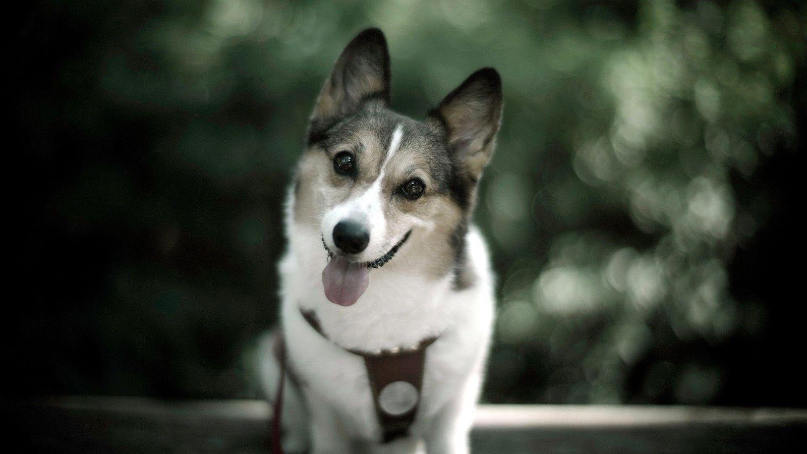 Detail Hd Dog Pictures Nomer 12
